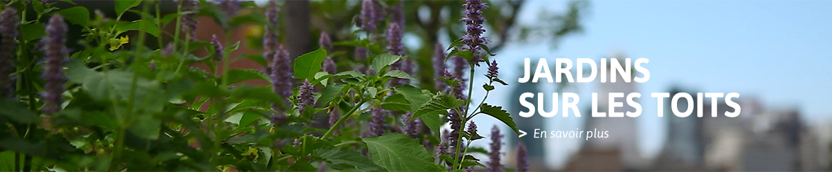 jardins_plantes_small.jpg